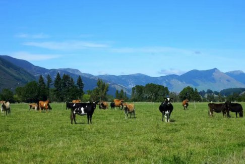 新西蘭動(dòng)物出口禁令生效后最后一批海運(yùn)牲畜出口已