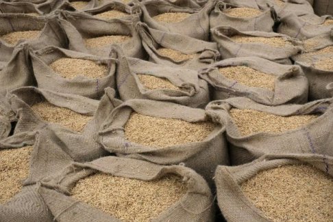 由于當?shù)貎r格飆升 印度考慮禁止大部分大米出口