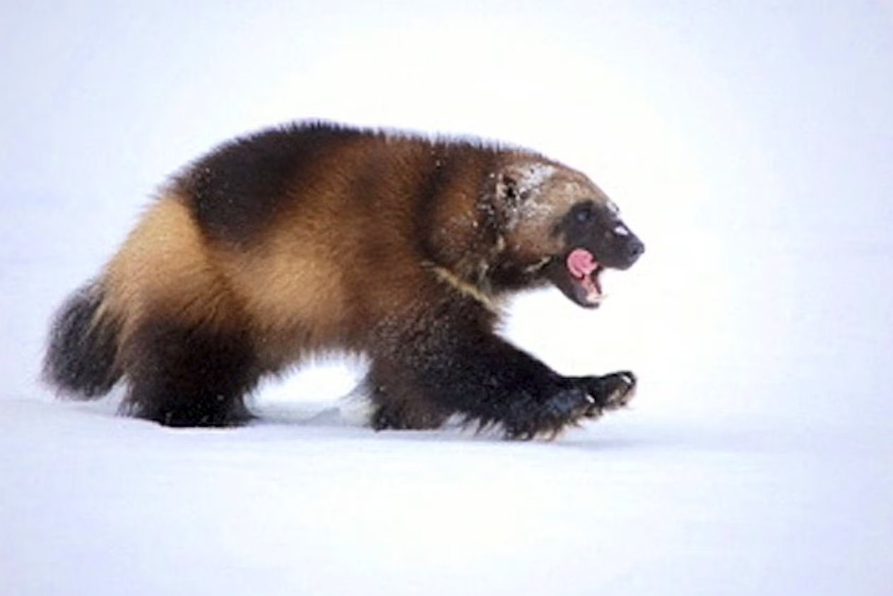 2009年由美國魚類和野生動物管理局提供的照片中，一只狼獾在雪地上行走。